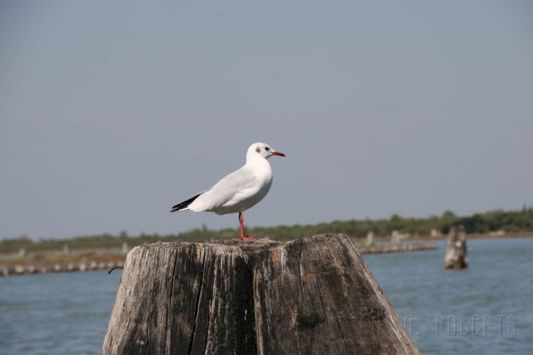 IMG_3671.jpg - I find the Seagulls around Venice/Murano/Burano are daintier then the ones in the States.