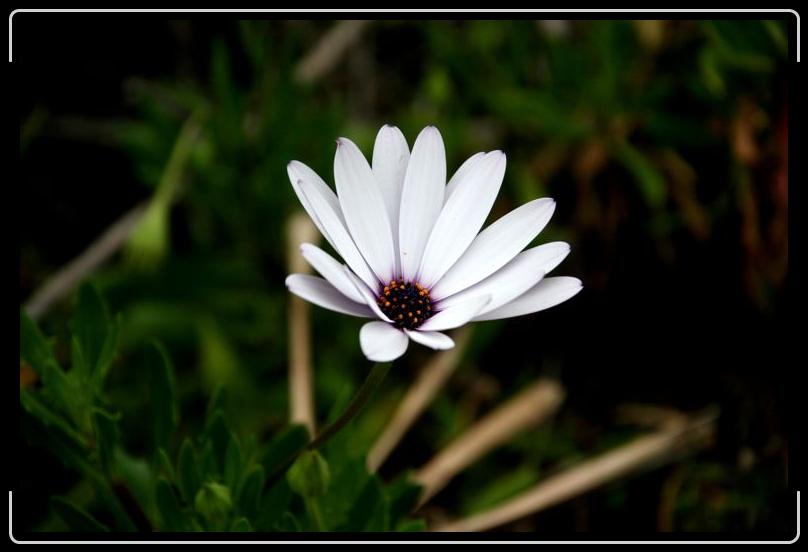 IMG_3223.jpg - Kind of like a daisy.