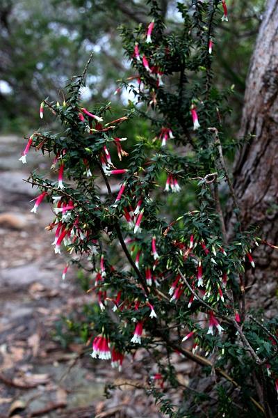 IMG_3246.jpg - A little bell shrub.