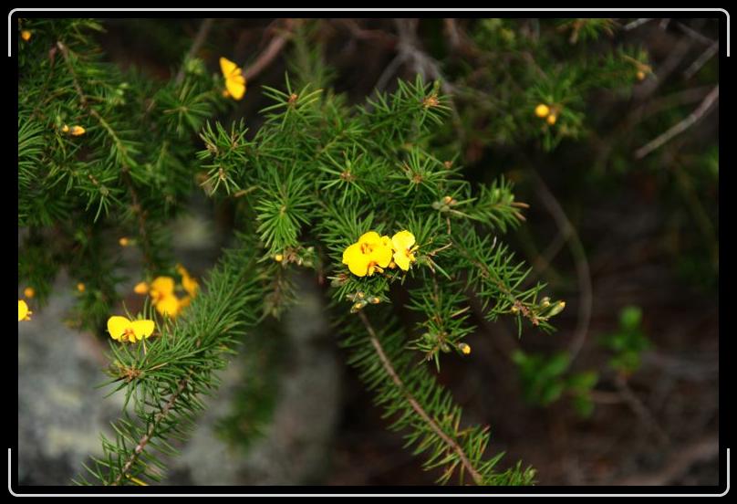 IMG_3252.jpg - Evergreens with flowers?