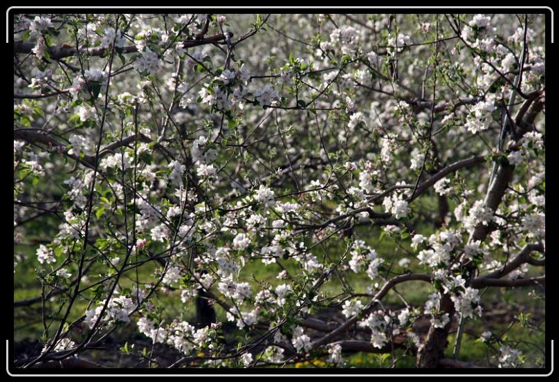 appleforest.jpg - A forest of apple blossoms... you should have been there.