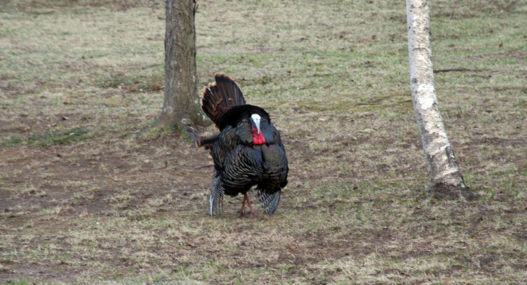 turkey1.jpg - Here is posing for me.