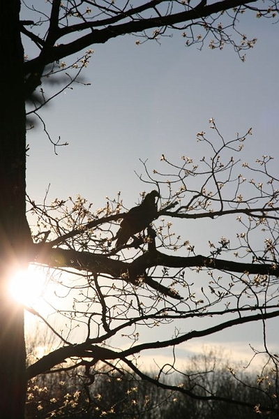 vultures1.jpg - These are VULTURES!!!!!!!!