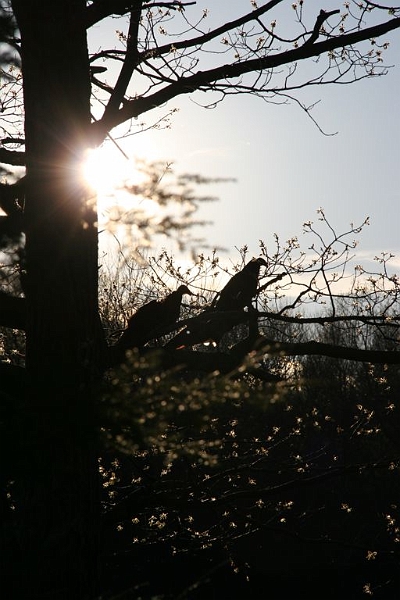 vultures2.jpg - Just hanging out... waiting for something to die.