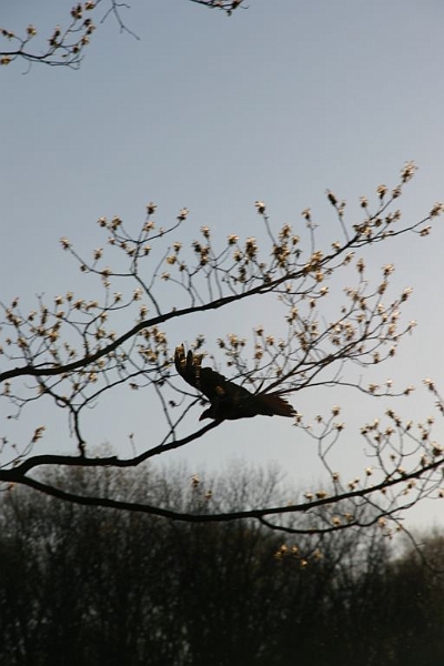 vultures6.jpg - That despite their beuty in flight...