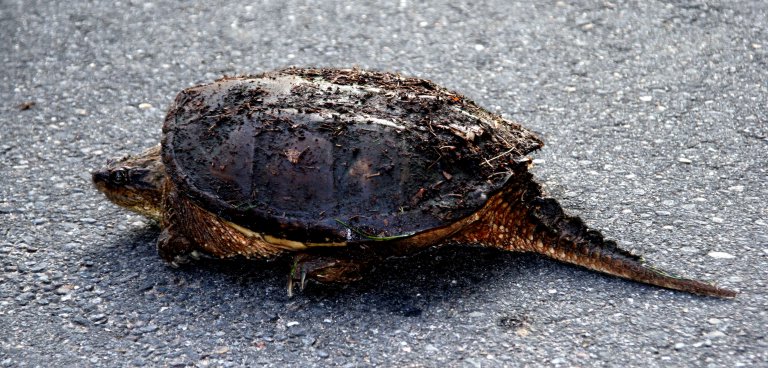 snapper1.jpg - And this is AFTER she's taken a bath!