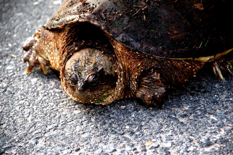 snapper2.jpg - Hey!  You looking at me!  You looking at me punk!