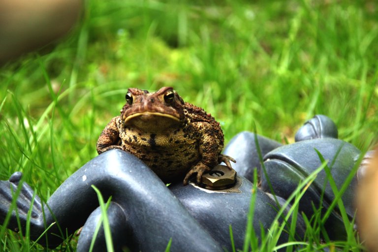 toad1.jpg - He crawled atop to low idol and looked on in awe/