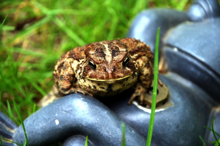 toad3.jpg - He'd always thought they were myth.