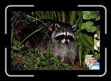 animals * (6 Slides)