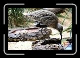 birds * (7 Slides)