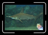 fish * (31 Slides)