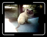 cleo * My name is Cleopatra and I am very small, but I have this
 really cool lion doo. * 640 x 480 * (29KB)