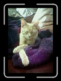 donjaun * I am Don Juan Rambaldi... you will love me... they all love me... I'm so seductive I love myself. * 331 x 479 * (27KB)