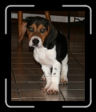 ecco2 * My wife and I call him Mr. Echo.  We puppy sat him on Christmas Eve for some neighbors. * 628 x 768 * (299KB)