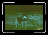 freeja1 * I am the Overdog, keeper of the night, mistress of the glen, beware my fangs! * 768 x 512 * (50KB)