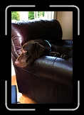 harley * My niece and her husband left to visit a friend without Harley * My niece and her husband left to visit a friend without Harley * 512 x 768 * (45KB)