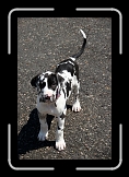 isabelle * This is Isabelle my niece's greate dane... I expect her to get muuuuch bigger. * 512 x 768 * (110KB)