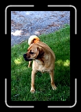 riley * Behold the mighty Puggle!  His name is Riley * Behold the mighty Puggle!  His name is Riley * 512 x 768 * (90KB)
