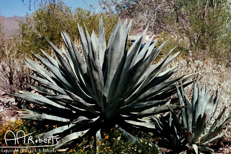 Aloe.jpg - Allo!  I mean aloe.