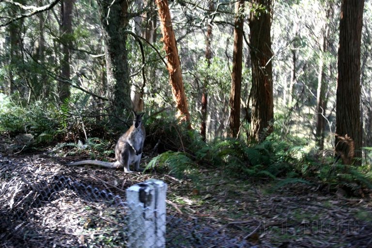 IMG_2443.jpg - Yes wallaby's do hang out in the forest in Australia.