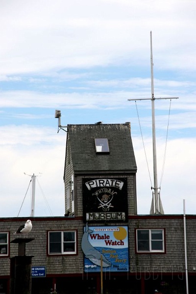 cape_1254.jpg - Seagull at the seaside shanty.