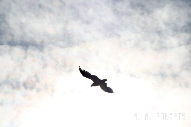 cape_1317.jpg - Johnathan Livingston Seagull