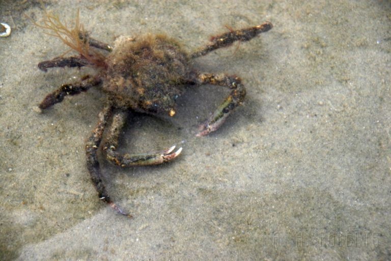 cape_1335.jpg - Ugly crab