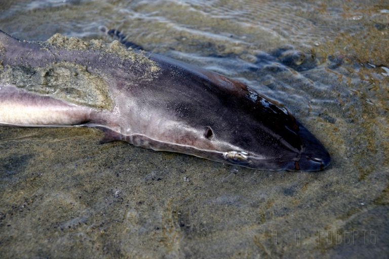 deadshark.jpg - Dead shark in the middle of the beach, Dead shark in the middle of the beach, Dead shark in the middle of the beach,  and it's stinking to high heaven!