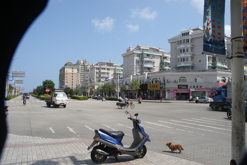 shsh11.jpg - The dog looks at the bike and thinks, "I could kick that moped's ass!"