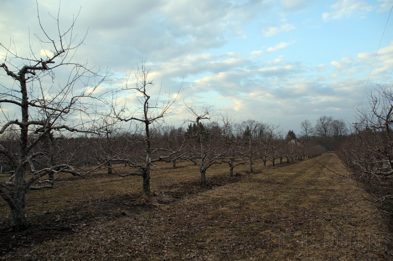 orchard1.jpg