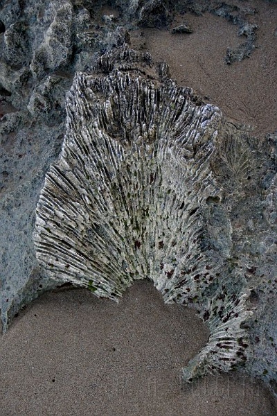 IMG_1436.jpg - This is up close and personal on a fossilized sea fan.