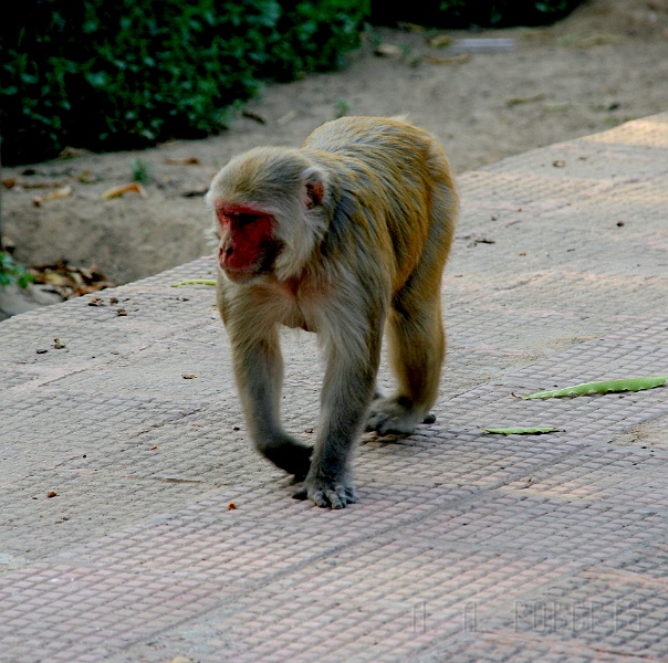 IMG_5953.JPG - So in case you haven't figured it out the Taj Mahal is in Agra.  Why the monkey?  On the way into the Taj complex we saw this guy and all I have to say is that is one pissed off looking monkey.