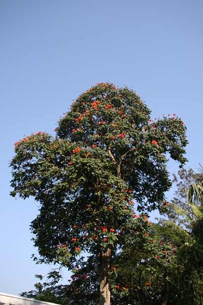 IMG_4750.JPG - This is a tree by the pool that I liked.