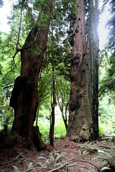 muir3.jpg - They're always watching you... the older trees that is.