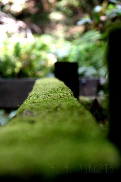 muir6.jpg - Very, very mossy.