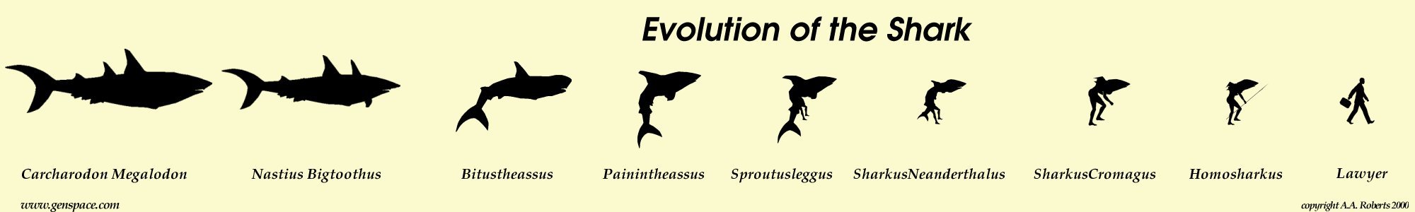 the-evolution-of-the-shark