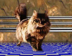 Animal Control - Taft C. Harding